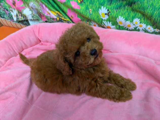 和歌山県のトイプードル(トイ) (アミーゴ和歌山太田店/2025年10月26日生まれ/男の子/レッド)の子犬の3枚目の画像