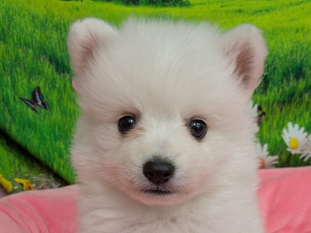 和歌山県の日本スピッツ (アミーゴ和歌山太田店/2025年10月25日生まれ/女の子/ホワイト)の子犬の1枚目の画像