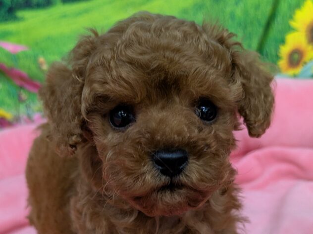 和歌山県のトイプードル(トイ) (アミーゴ和歌山太田店/2025年10月26日生まれ/男の子/レッド)の子犬の1枚目の画像