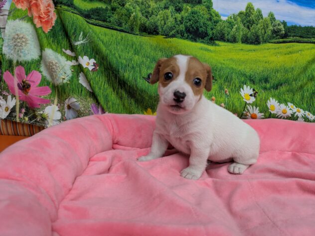 和歌山県のジャックラッセルテリア (アミーゴ和歌山太田店/2025年10月27日生まれ/女の子/タンホワイト)の子犬の4枚目の画像