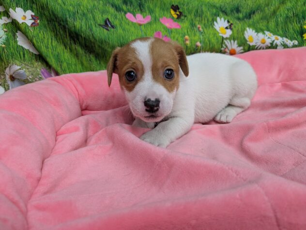 和歌山県のジャックラッセルテリア (アミーゴ和歌山太田店/2025年10月27日生まれ/女の子/タンホワイト)の子犬の3枚目の画像