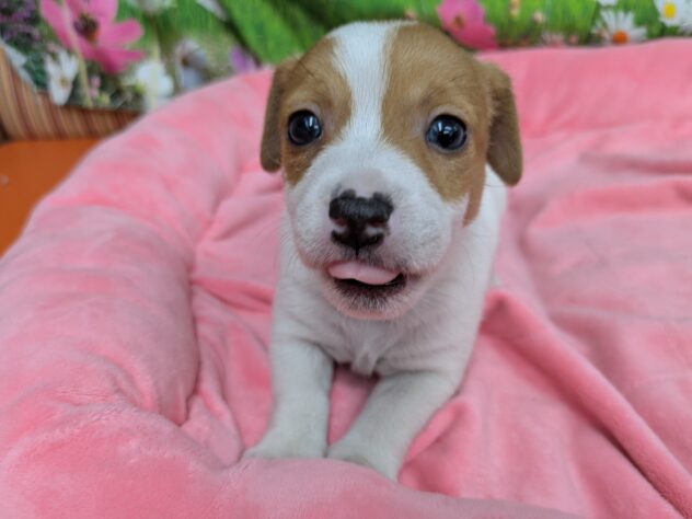 和歌山県のジャックラッセルテリア (アミーゴ和歌山太田店/2025年10月27日生まれ/女の子/タンホワイト)の子犬の2枚目の画像