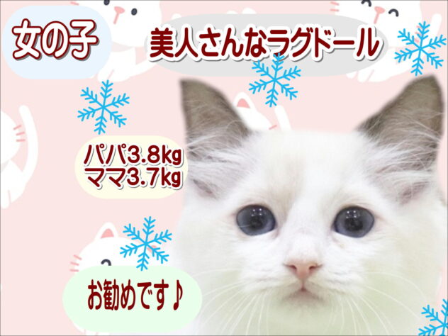 大阪府のラグドール (アミーゴ鳳店/2025年10月15日生まれ/女の子/シールポイントバイカラー)の子猫の1枚目の画像