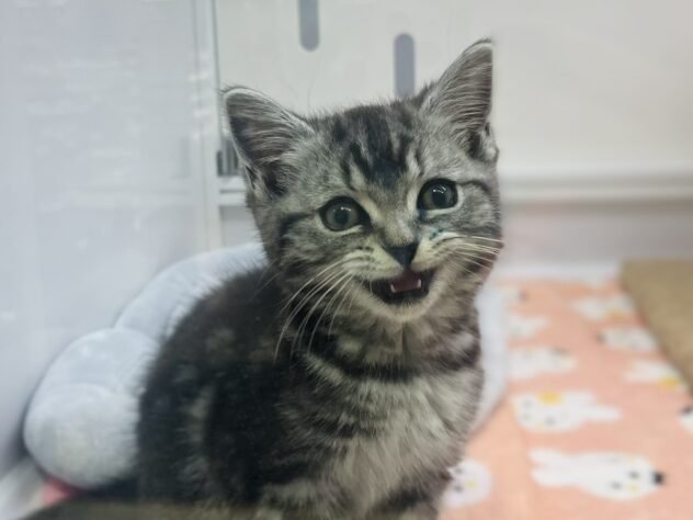 福島県のスコティッシュフォールド (アミーゴ須賀川店/2025年9月23日生まれ/女の子/シルバータビー)の子猫の3枚目の画像