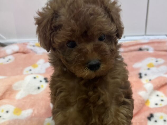 福島県のトイプードル(トイ) (アミーゴ須賀川店/2025年10月18日生まれ/女の子/赤)の子犬