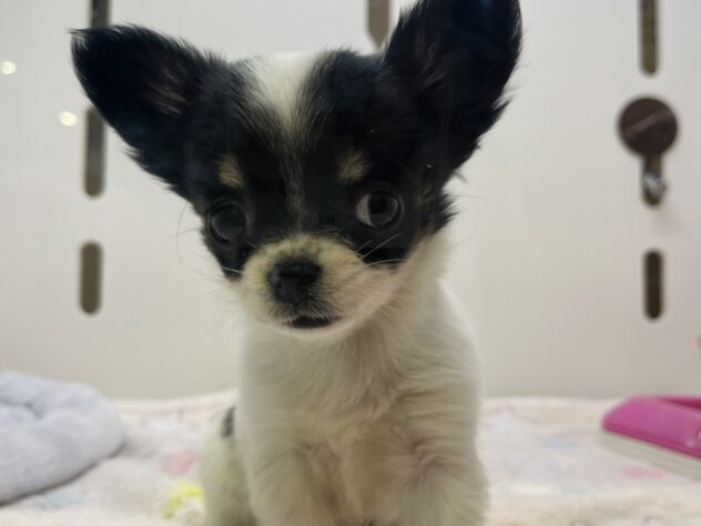 福島県のチワワ(ロング) (アミーゴ須賀川店/2025年10月19日生まれ/女の子/ホワイトブラック)の子犬