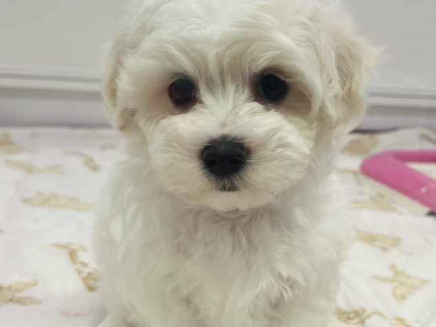 福島県のハーフ犬・ミックス犬 (アミーゴ須賀川店/2025年10月30日生まれ/男の子/ホワイト)の子犬