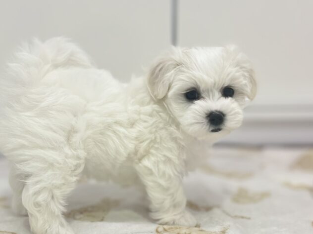 福島県のハーフ犬・ミックス犬 (アミーゴ須賀川店/2025年10月30日生まれ/女の子/ホワイト)の子犬の1枚目の画像