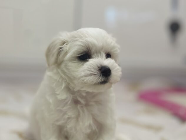 福島県のハーフ犬・ミックス犬 (アミーゴ須賀川店/2025年10月30日生まれ/女の子/ホワイト)の子犬の2枚目の画像