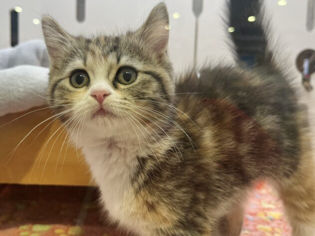 福島県のマンチカン (アミーゴ須賀川店/2025年10月14日生まれ/女の子/キャリコ)の子猫の1枚目の画像