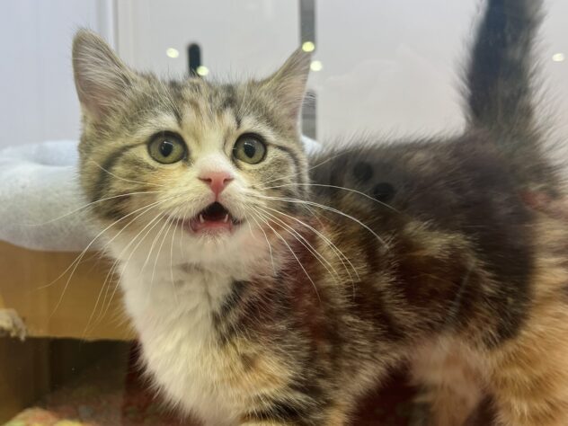 福島県のマンチカン (アミーゴ須賀川店/2025年10月14日生まれ/女の子/キャリコ)の子猫の2枚目の画像