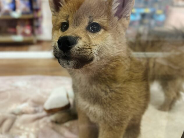 福島県の柴犬(標準サイズ) (アミーゴ須賀川店/2025年9月8日生まれ/男の子/赤)の子犬