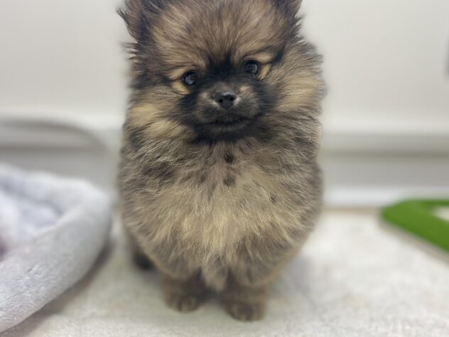 福島県のハーフ犬・ミックス犬 (アミーゴ須賀川店/2025年10月15日生まれ/男の子/レッドフォーン)の子犬