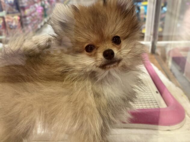 福島県のポメラニアン (アミーゴ須賀川店/2025年9月14日生まれ/男の子/オレンジセーブル)の子犬