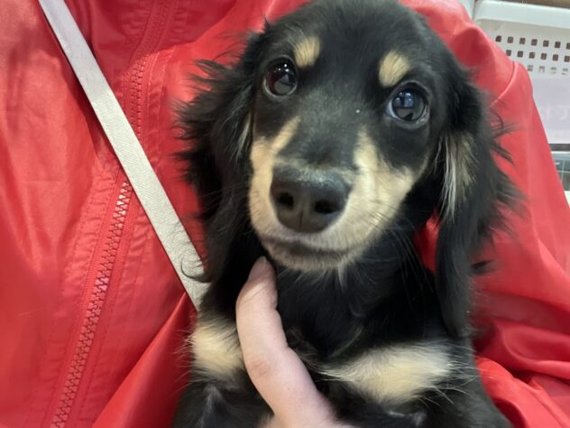 福島県のミニチュアダックスフンド(ロング) (アミーゴ須賀川店/2025年8月25日生まれ/女の子/ブラックイエロー)の子犬