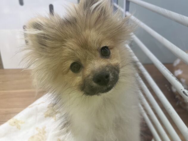 福島県のポメラニアン (アミーゴ須賀川店/2025年7月7日生まれ/男の子/パーティーカラー)の子犬の1枚目の画像