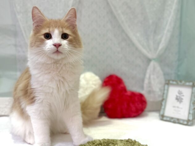 福島県のノルウェージャンフォレストキャット (アミーゴ本宮店/2025年7月14日生まれ/男の子/クリームタビーホワイト)の子猫