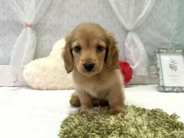 福島県のカニンヘンダックスフンド(ロング) (アミーゴ本宮店/2025年9月28日生まれ/男の子/イエロー)の子犬