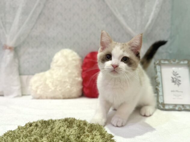 福島県のマンチカン (アミーゴ本宮店/2025年9月8日生まれ/女の子/11 その他の毛色)の子猫