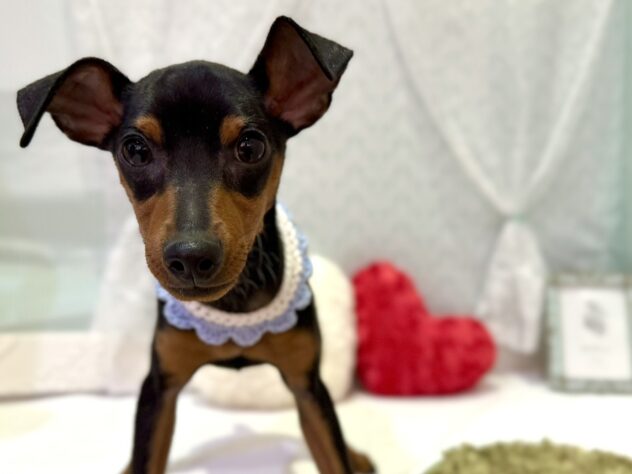 福島県のミニチュアピンシャー (アミーゴ本宮店/2025年7月3日生まれ/男の子/ブラックタン)の子犬