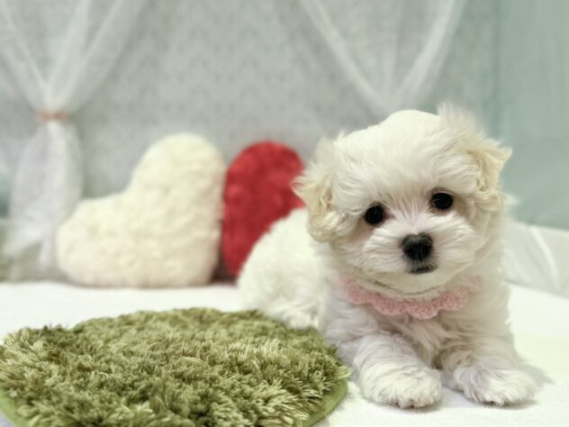 福島県のハーフ犬・ミックス犬 (アミーゴ本宮店/2025年10月30日生まれ/女の子/ホワイト)の子犬