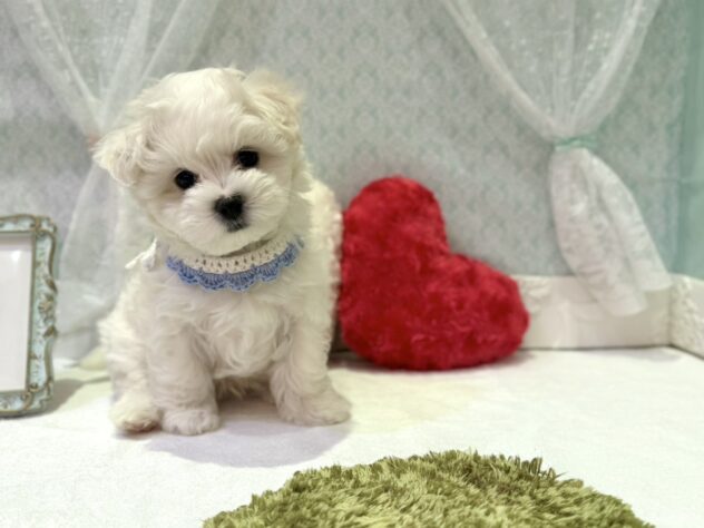 福島県のハーフ犬・ミックス犬 (アミーゴ本宮店/2025年10月30日生まれ/男の子/ホワイト)の子犬