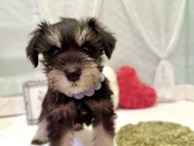 福島県のミニチュアシュナウザー (アミーゴ本宮店/2025年10月26日生まれ/男の子/ブラックシルバー)の子犬