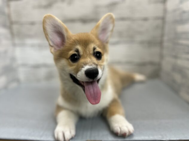 広島県のウェルシュコーギーペンブローク (アミーゴ多治米店/2025年9月1日生まれ/女の子/セーブルホワイト)の子犬