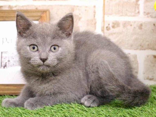 兵庫県のシャルトリュー (ペット・プラザ アミーゴ三田店/2025年8月16日生まれ/女の子/ブルー)の子猫の2枚目の画像