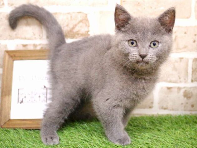 兵庫県のシャルトリュー (ペット・プラザ アミーゴ三田店/2025年8月16日生まれ/女の子/ブルー)の子猫の3枚目の画像