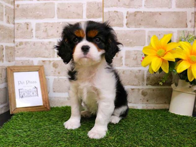 兵庫県のキャバリアキングチャールズスパニエル (ペット・プラザ アミーゴ神戸西店/2025年10月17日生まれ/女の子/トライカラー)の子犬