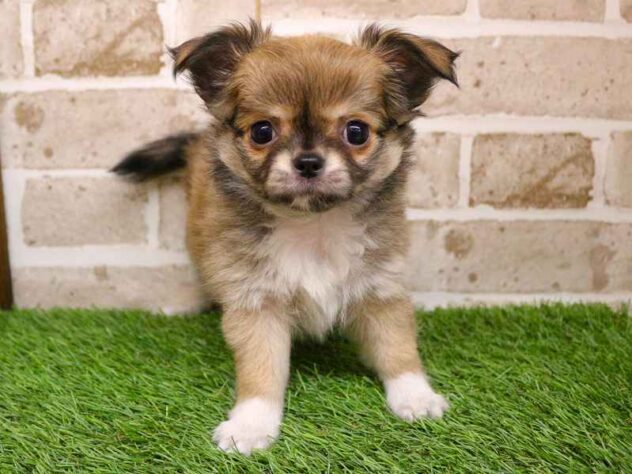 兵庫県のチワワ(ロング) (ペット・プラザ アミーゴ神戸西店/2025年11月2日生まれ/女の子/フォーンホワイト)の子犬の1枚目の画像