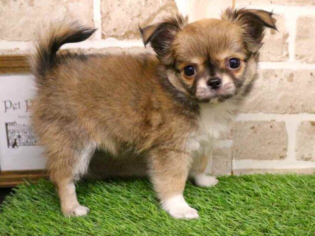 兵庫県のチワワ(ロング) (ペット・プラザ アミーゴ神戸西店/2025年11月2日生まれ/女の子/フォーンホワイト)の子犬の3枚目の画像