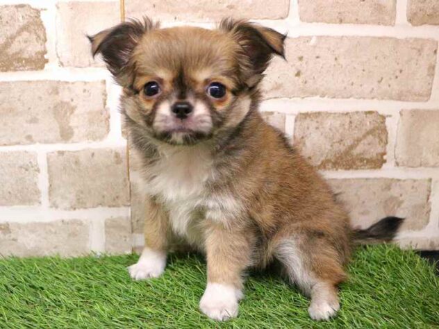 兵庫県のチワワ(ロング) (ペット・プラザ アミーゴ神戸西店/2025年11月2日生まれ/女の子/フォーンホワイト)の子犬の2枚目の画像