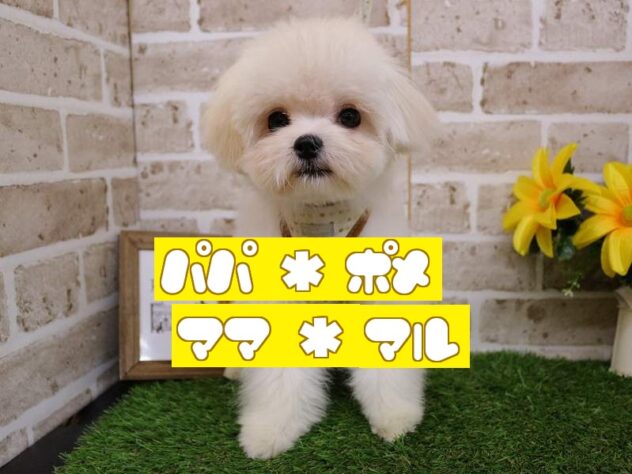 兵庫県のポメマル/マルポメ(ポメラニアン×マルチーズ) (ペット・プラザ アミーゴ神戸西店/2025年7月16日生まれ/女の子/ホワイトクリーム)の子犬の1枚目の画像