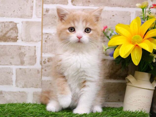 兵庫県のスコティッシュストレート (ペット・プラザ アミーゴ神戸西店/2025年10月8日生まれ/男の子/クリームタビーホワイト)の子猫の1枚目の画像