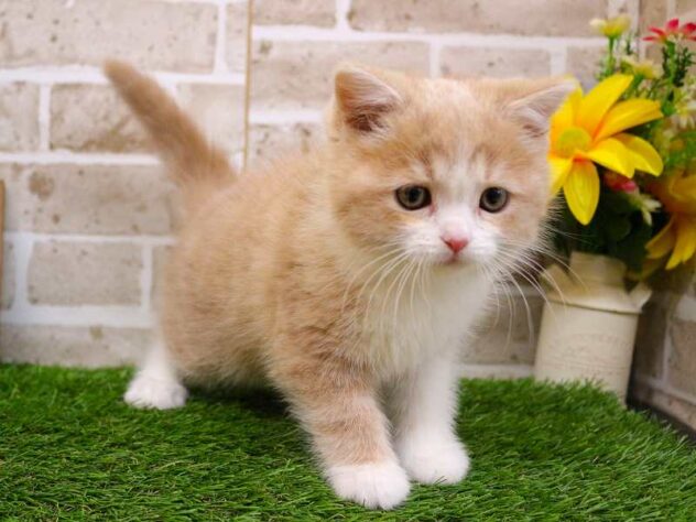 兵庫県のスコティッシュストレート (ペット・プラザ アミーゴ神戸西店/2025年10月8日生まれ/男の子/クリームタビーホワイト)の子猫の2枚目の画像