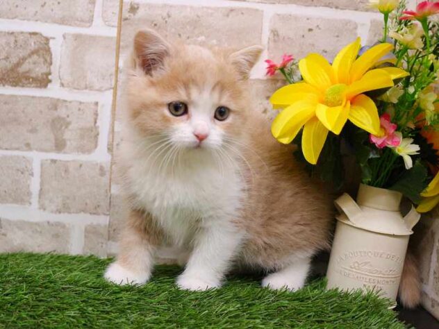 兵庫県のスコティッシュストレート (ペット・プラザ アミーゴ神戸西店/2025年10月8日生まれ/男の子/クリームタビーホワイト)の子猫の3枚目の画像