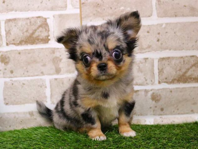 兵庫県のチワワ(ロング) (ペット・プラザ アミーゴ神戸西店/2025年10月27日生まれ/女の子/ブルーマール)の子犬の1枚目の画像