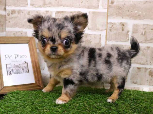 兵庫県のチワワ(ロング) (ペット・プラザ アミーゴ神戸西店/2025年10月27日生まれ/女の子/ブルーマール)の子犬の2枚目の画像