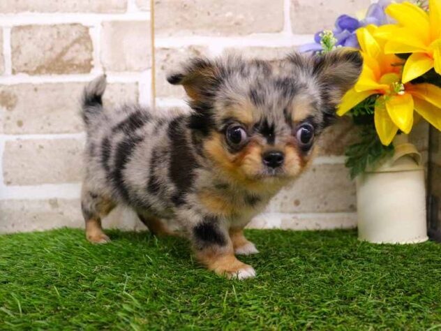 兵庫県のチワワ(ロング) (ペット・プラザ アミーゴ神戸西店/2025年10月27日生まれ/女の子/ブルーマール)の子犬の3枚目の画像