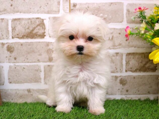 兵庫県のマルチーズ (ペット・プラザ アミーゴ神戸西店/2025年10月4日生まれ/女の子/ホワイト)の子犬の1枚目の画像