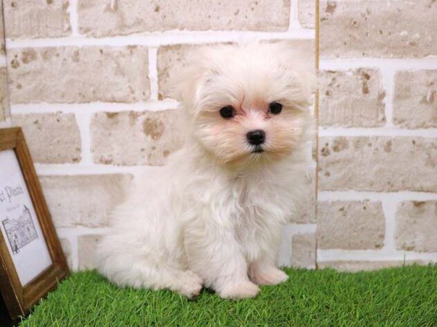 兵庫県のマルチーズ (ペット・プラザ アミーゴ神戸西店/2025年10月4日生まれ/女の子/ホワイト)の子犬の2枚目の画像