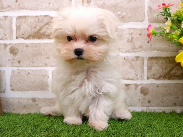 兵庫県のマルチーズ (ペット・プラザ アミーゴ神戸西店/2025年10月4日生まれ/女の子/ホワイト)の子犬の3枚目の画像