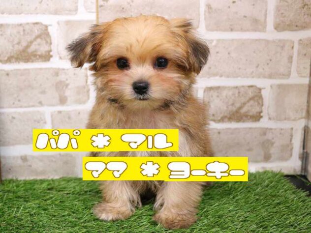 兵庫県のマルキー/マルヨーキー(マルチーズ×ヨークシャーテリア) (ペット・プラザ アミーゴ神戸西店/2025年9月27日生まれ/男の子/レッド)の子犬の1枚目の画像