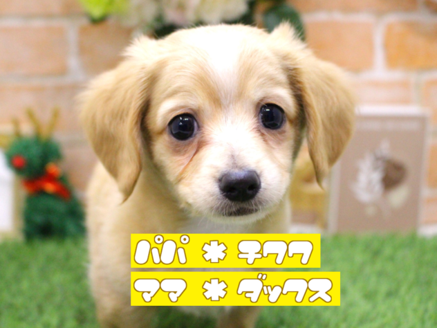 兵庫県のチワックス(チワワ×ダックス) (ペット・プラザ アミーゴ三田店/2025年10月14日生まれ/男の子/クリームホワイト)の子犬の1枚目の画像