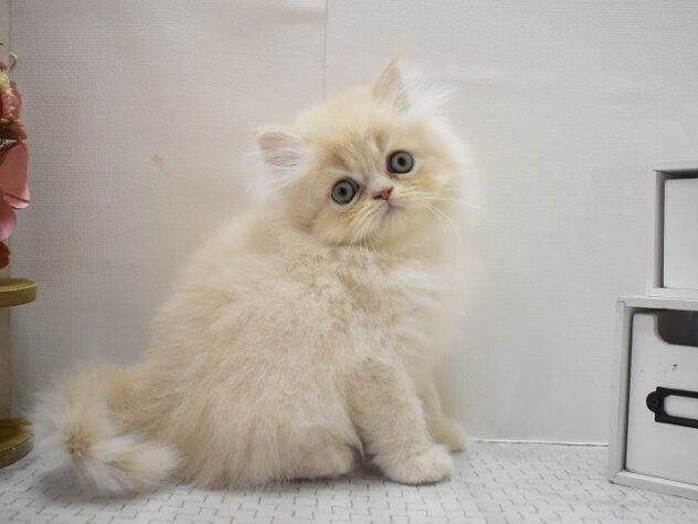 兵庫県のエキゾチック (ペット・プラザ アミーゴつかしん店/2025年7月27日生まれ/男の子/クリームタビー)の子猫の2枚目の画像