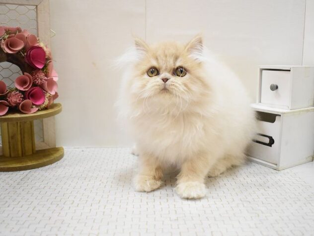 兵庫県のエキゾチック (ペット・プラザ アミーゴつかしん店/2025年7月27日生まれ/男の子/クリームタビー)の子猫の3枚目の画像