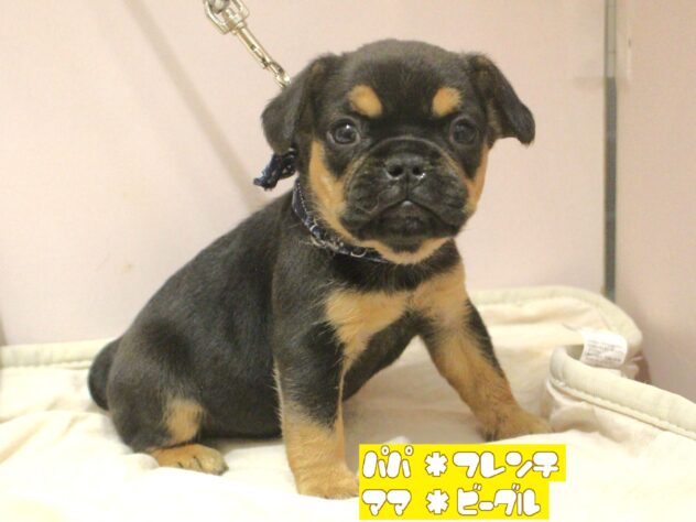 兵庫県のハーフ犬・ミックス犬 (ペット・プラザ アミーゴ明石魚住店/2025年10月10日生まれ/男の子/ブラックタン)の子犬の1枚目の画像