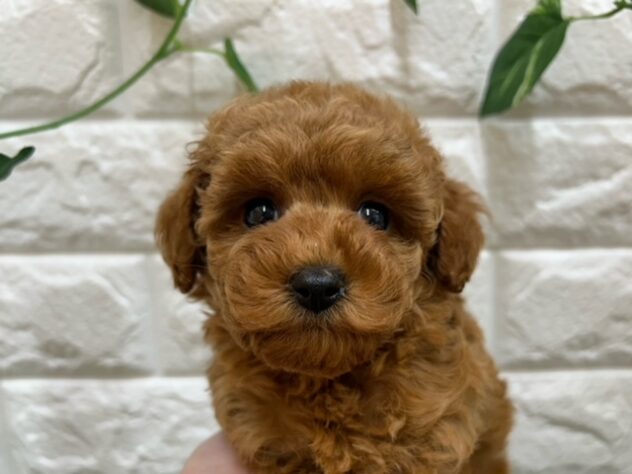 新潟県のトイプードル(トイ) (アミーゴ紫竹山店/2025年10月21日生まれ/女の子/レッド)の子犬の2枚目の画像